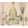 Solandra grandiflora  *Solandra grandiflora* Original hand-colored engraving by Turpin, Antique Botanical Print (c.1835)