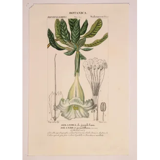 Antique Botanical Print – Pierre Jean François Turpin – Solandra grandiflora  *Solandra grandiflora* Original hand-colored engr