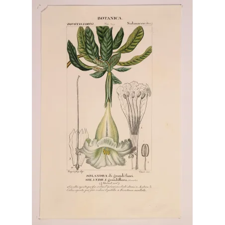 Antique Botanical Print – Pierre Jean François Turpin – Solandra grandiflora  *Solandra grandiflora* Original hand-colored engr