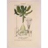 Solandra grandiflora  *Solandra grandiflora* Original hand-colored engraving by Turpin, Antique Botanical Print (c.1835)
