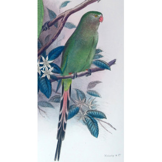 Green Rosella by Roland Green – The Birds of Australia