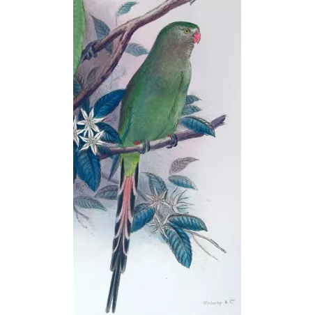 Green Rosella by Roland Green – The Birds of Australia