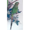Green Rosella (*Platycercus caledonicus*) – Original lithograph by Green, Mathews (1910–27)