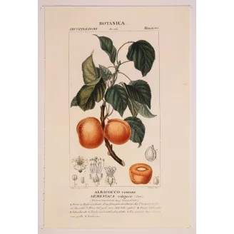Antique Botanical Print – Pierre Jean François Turpin – Common Apricot  Armeniaca vulgaris. Antique Botanical Print original ha