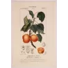 Common Apricot  Armeniaca vulgaris. Antique Botanical Print original hand-colored engraving by Turpin,  (c.1835)