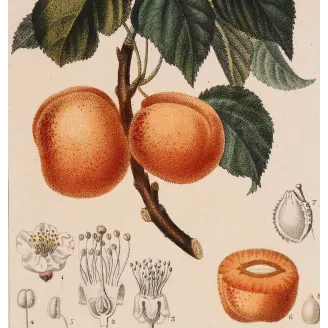 Antique Botanical Print – Pierre Jean François Turpin – Common Apricot  Armeniaca vulgaris. Antique Botanical Print original ha