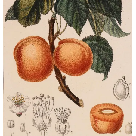 Antique Botanical Print – Pierre Jean François Turpin – Common Apricot  Armeniaca vulgaris. Antique Botanical Print original ha