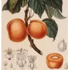 Common Apricot  Armeniaca vulgaris. Antique Botanical Print original hand-colored engraving by Turpin,  (c.1835)