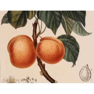 Antique Botanical Print – Pierre Jean François Turpin – Common Apricot  Armeniaca vulgaris. Antique Botanical Print original ha
