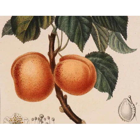 Antique Botanical Print – Pierre Jean François Turpin – Common Apricot  Armeniaca vulgaris. Antique Botanical Print original ha