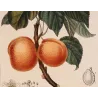 Common Apricot  Armeniaca vulgaris. Antique Botanical Print original hand-colored engraving by Turpin,  (c.1835)