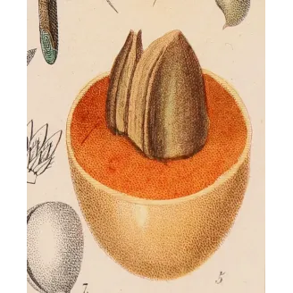 Mahua Tree – Turpin Antique Hand-Colored Engraving