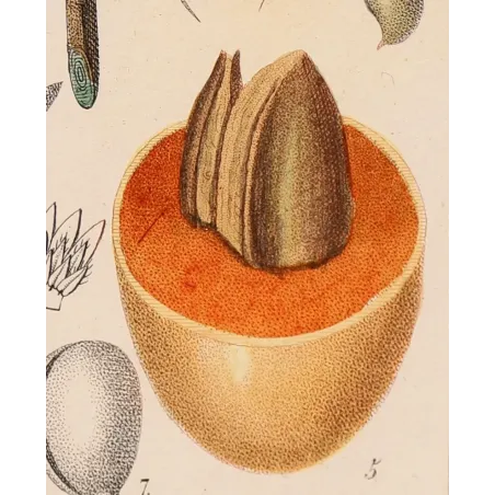 Mahua Tree – Turpin Antique Hand-Colored Engraving