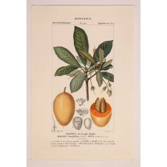 Mahua Tree – Turpin Antique Hand-Colored Engraving