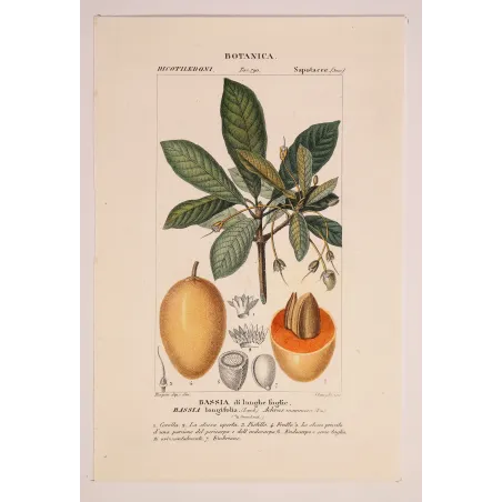 Mahua Tree – Turpin Antique Hand-Colored Engraving