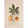 Mahua Tree  Bassia longifolia  Antique Botanical Print original hand-colored engraving by Turpin,  (c.1835)