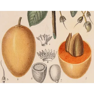 Mahua Tree – Turpin Antique Hand-Colored Engraving