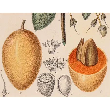 Mahua Tree – Turpin Antique Hand-Colored Engraving