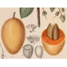Mahua Tree  Bassia longifolia  Antique Botanical Print original hand-colored engraving by Turpin,  (c.1835)