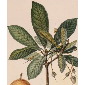 Mahua Tree – Turpin Antique Hand-Colored Engraving