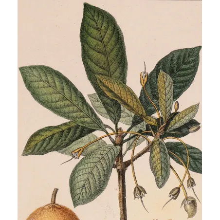 Mahua Tree – Turpin Antique Hand-Colored Engraving