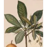 Mahua Tree  Bassia longifolia  Antique Botanical Print original hand-colored engraving by Turpin,  (c.1835)