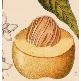 Mango – Turpin Antique Hand-Colored Engraving