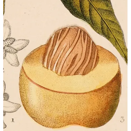 Mango – Turpin Antique Hand-Colored Engraving