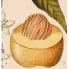 Mango  Mangifera indica. Antique Botanical Print original hand-colored engraving by Turpin,  (c.1835)