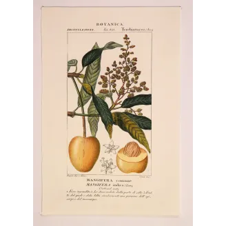 Mango – Turpin Antique Hand-Colored Engraving