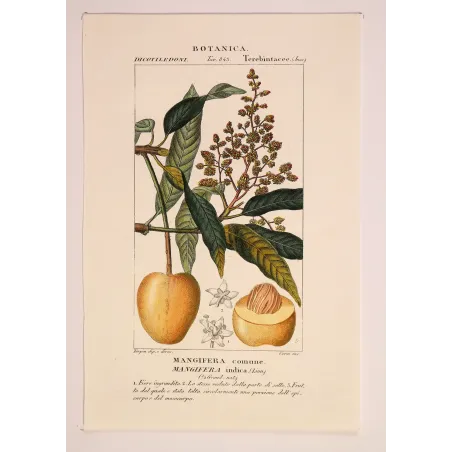 Mango – Turpin Antique Hand-Colored Engraving