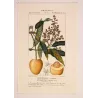 Mango  Mangifera indica. Antique Botanical Print original hand-colored engraving by Turpin,  (c.1835)