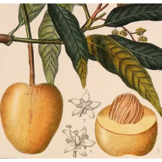 Mango – Turpin Antique Hand-Colored Engraving