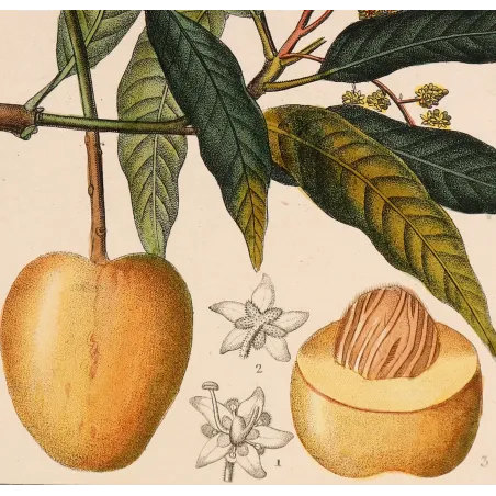 Mango – Turpin Antique Hand-Colored Engraving