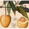 Mango  Mangifera indica. Antique Botanical Print original hand-colored engraving by Turpin,  (c.1835)