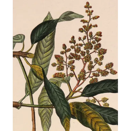 Mango – Turpin Antique Hand-Colored Engraving