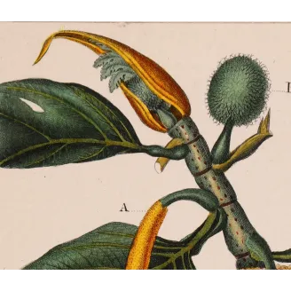 Antique Botanical Print – Pierre Jean François Turpin – Breadfruit Tree  Artocarpus incisa. Antique Botanical Print original ha