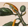 Breadfruit Tree  Artocarpus incisa. Antique Botanical Print original hand-colored engraving by Turpin,  (c.1835)