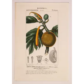 Antique Botanical Print – Pierre Jean François Turpin – Breadfruit Tree  Artocarpus incisa. Antique Botanical Print original ha