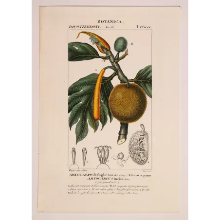Antique Botanical Print – Pierre Jean François Turpin – Breadfruit Tree  Artocarpus incisa. Antique Botanical Print original ha