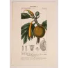 Breadfruit Tree  Artocarpus incisa. Antique Botanical Print original hand-colored engraving by Turpin,  (c.1835)