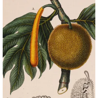 Antique Botanical Print – Pierre Jean François Turpin – Breadfruit Tree  Artocarpus incisa. Antique Botanical Print original ha