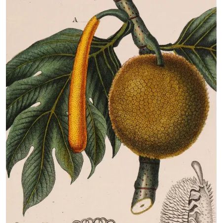 Antique Botanical Print – Pierre Jean François Turpin – Breadfruit Tree  Artocarpus incisa. Antique Botanical Print original ha