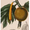 Breadfruit Tree  Artocarpus incisa. Antique Botanical Print original hand-colored engraving by Turpin,  (c.1835)