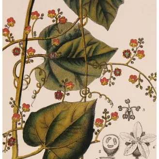 Antique Botanical Print – Pierre Jean François Turpin – Fevillea hederacea  Ivy-leaved Fevillea