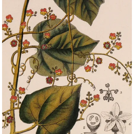 Antique Botanical Print – Pierre Jean François Turpin – Fevillea hederacea  Ivy-leaved Fevillea