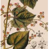 Set of 2 Fevillea hederacea  Ivy-leaved Fevillea. Antique Print original hand-colored engraving by Turpin,  (c.1835)