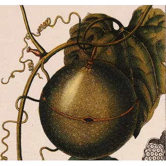 Antique Botanical Print – Pierre Jean François Turpin – Fevillea hederacea  Ivy-leaved Fevillea