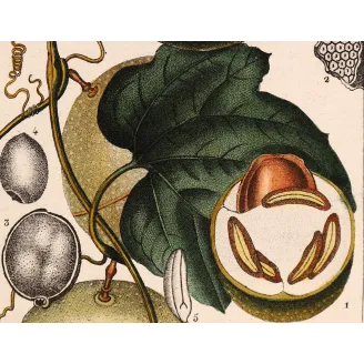 Antique Botanical Print – Pierre Jean François Turpin – Fevillea hederacea  Ivy-leaved Fevillea