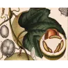 Set of 2 Fevillea hederacea  Ivy-leaved Fevillea. Antique Print original hand-colored engraving by Turpin,  (c.1835)